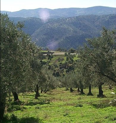 El aceite de oliva virgen extra en Al-Andalus