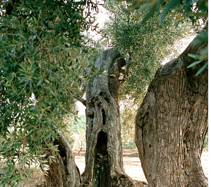 La aceituna es el fruto del olivo