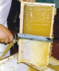 Para la salida de la miel de un panal operculado deben cortarse los sellos de cera.