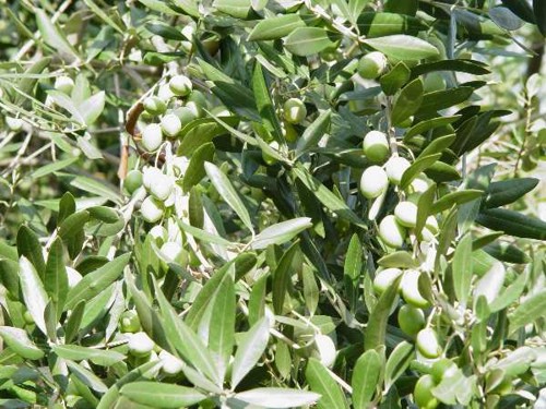 Todos los estudios indican los beneficios para el organismo del aceite de oliva de la dieta mediterranea.