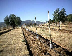 Plantaciones de olivo dotadas de riego por goteo